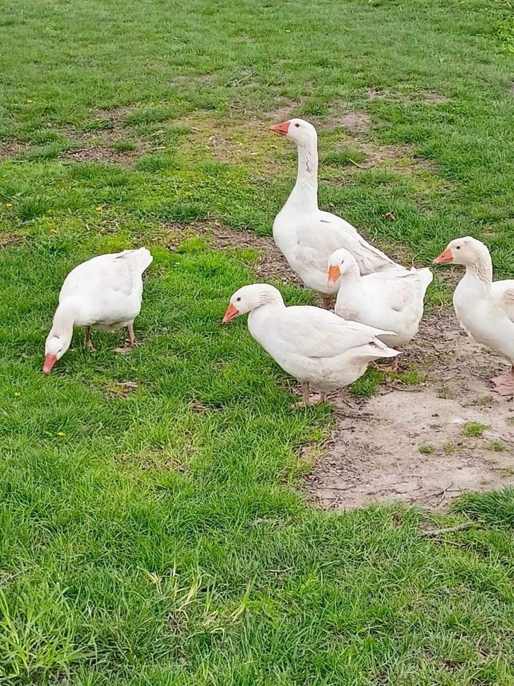 jaja gęsie lęgowe wolnego wybiegu