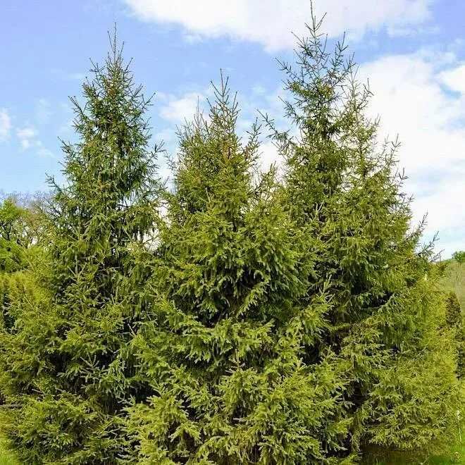 Європейська ялина формована, 80-210см. Ялинки в горщиках, гурт