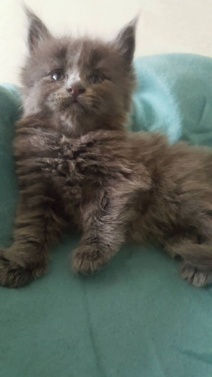 Kocurek Maine Coon-niebieski solid