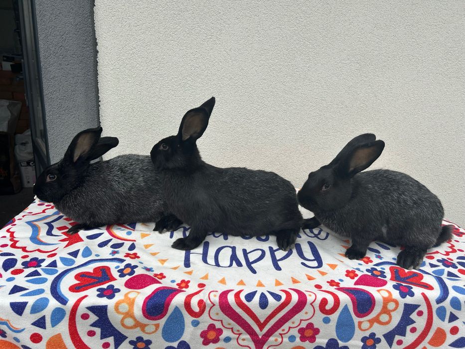 Кролики Полтавське срібло