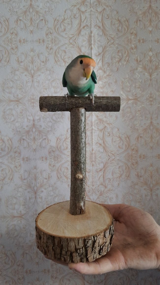 Жердочки для попугая