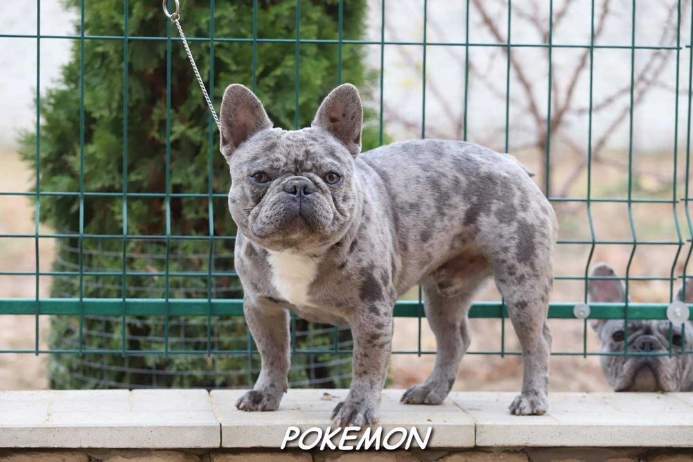 Голубий мерлє француз на в'язку