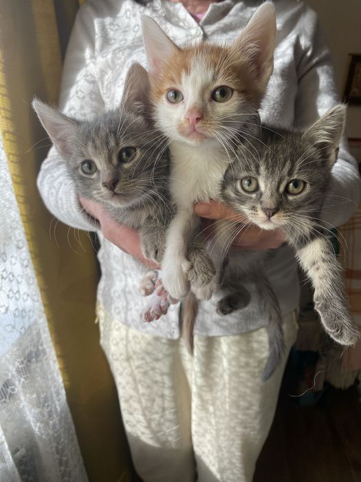 Кошенята в добрі руки