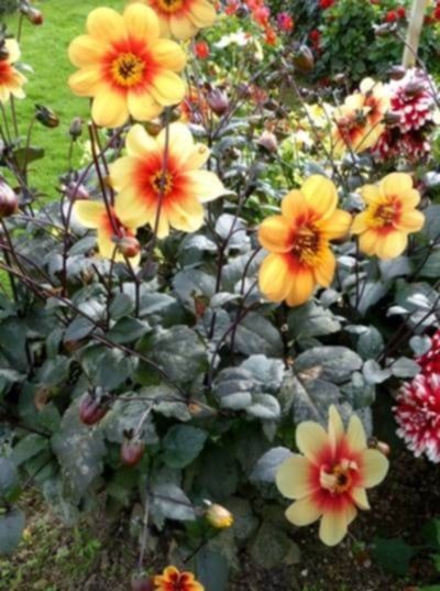 Bulwy dalii pomarańczowej Sunshine