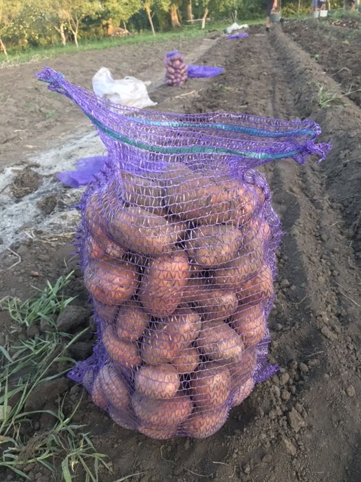 Продам картоплю домашню
