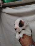 Lindo macho branco
