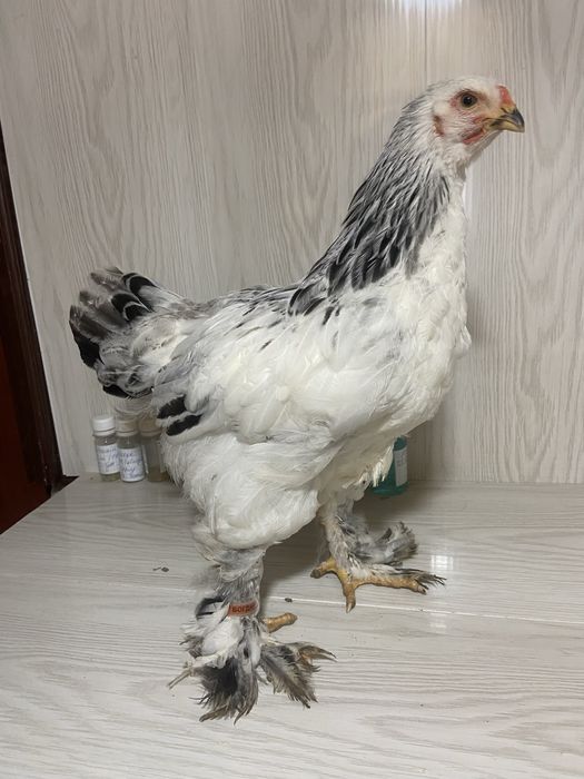 Півні амрокс і брама