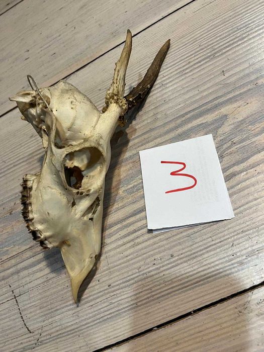 Parostki kozła koziołek, poroże #3