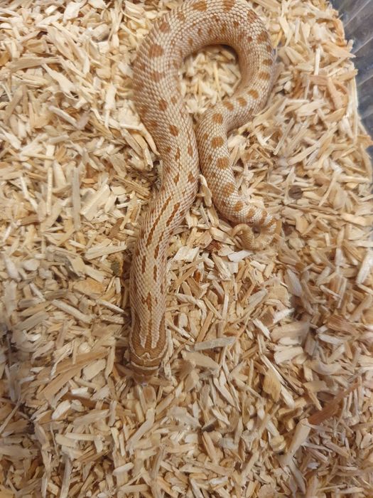 Heterodony zachodnie toffee conda 50% het albino