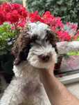 Suczka Lagotto Romagnolo ZKwP/FCI