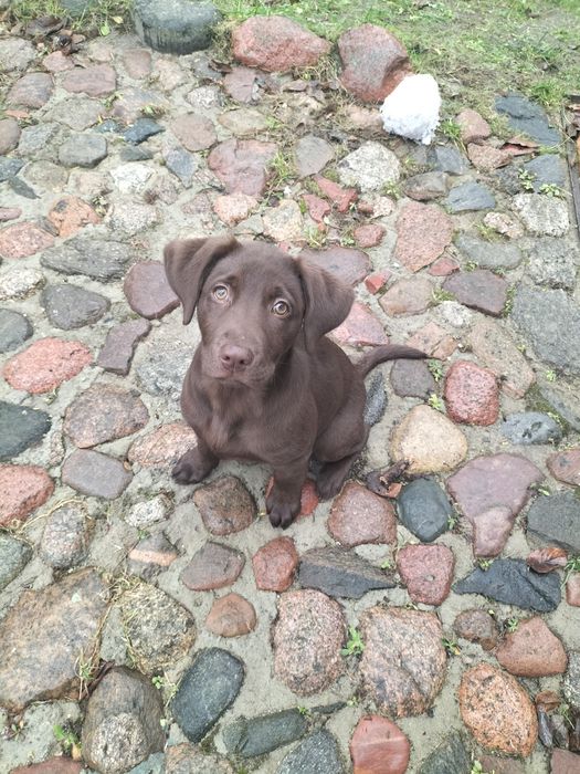 Labrador czekoladowy
