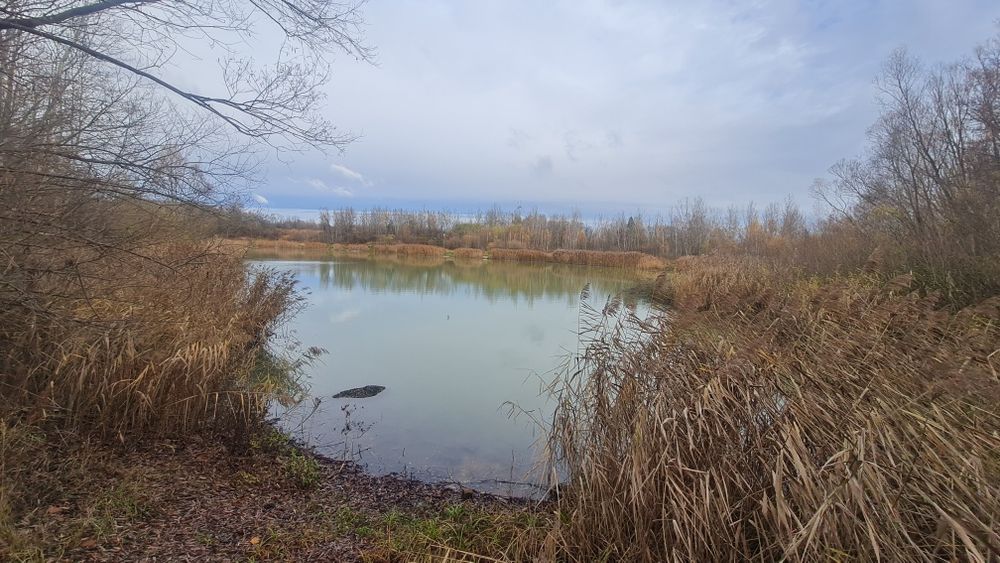 Dzialka ROD Sochaczew nad jeziorem