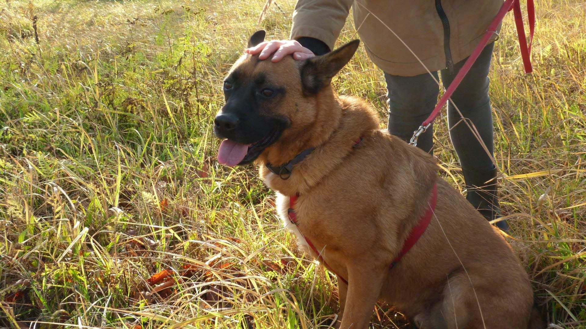 Młody Borys w typie  owczarka belgijskiego do adopcji