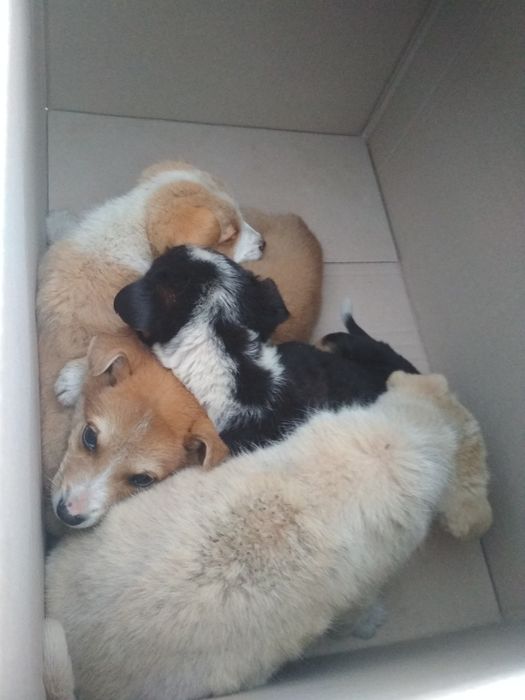 Щенок щенки собака кобель щенята