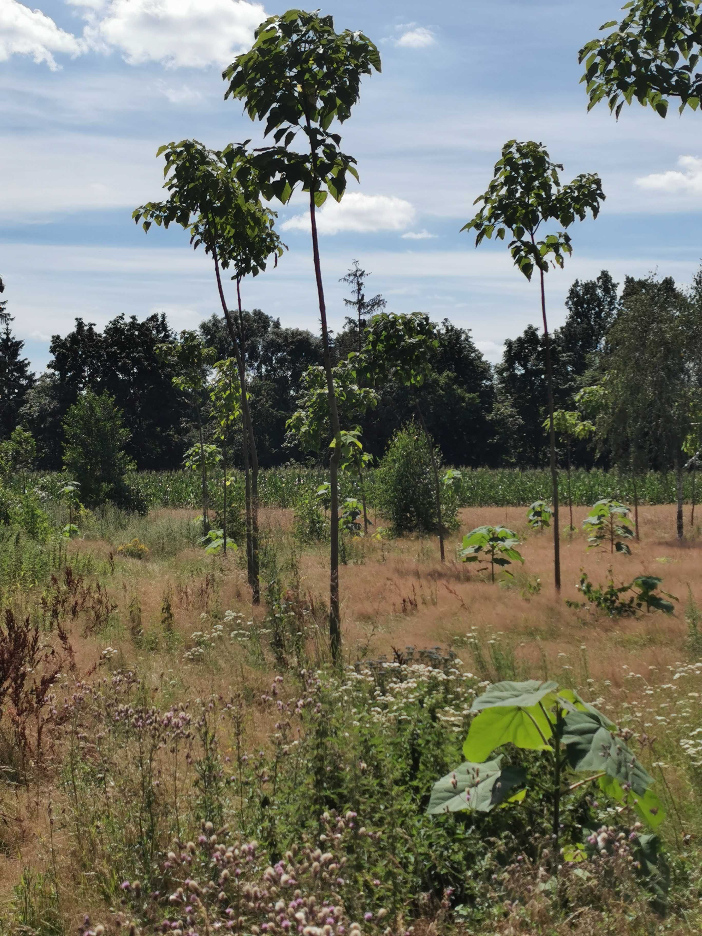 Sadzonki i karpy oxytree-drzewa tlenowego