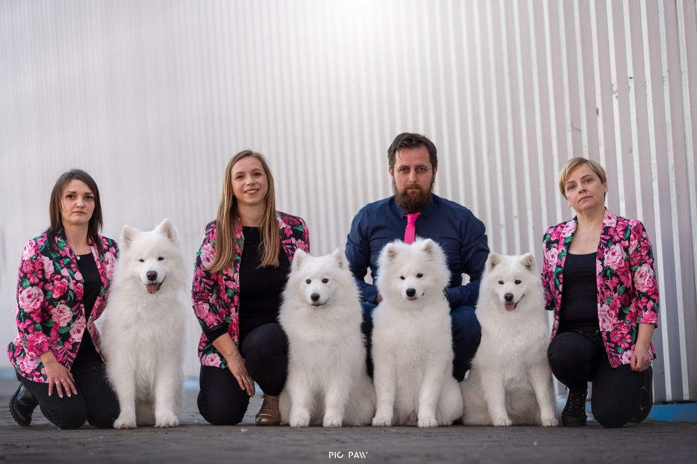 SAMOYED  kwiecień 2026 *Arctic Challenge Poland FCI*