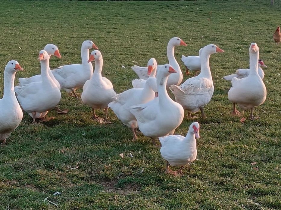 Gęś owsiana, młoda, tegoroczna, z chowu ekologicznego w małym stadzie.
