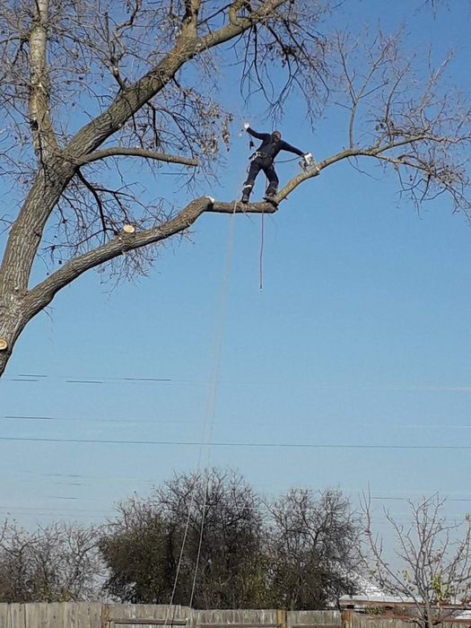 Спилювання,видалення дерев в будь якому місці,будь якої складності!