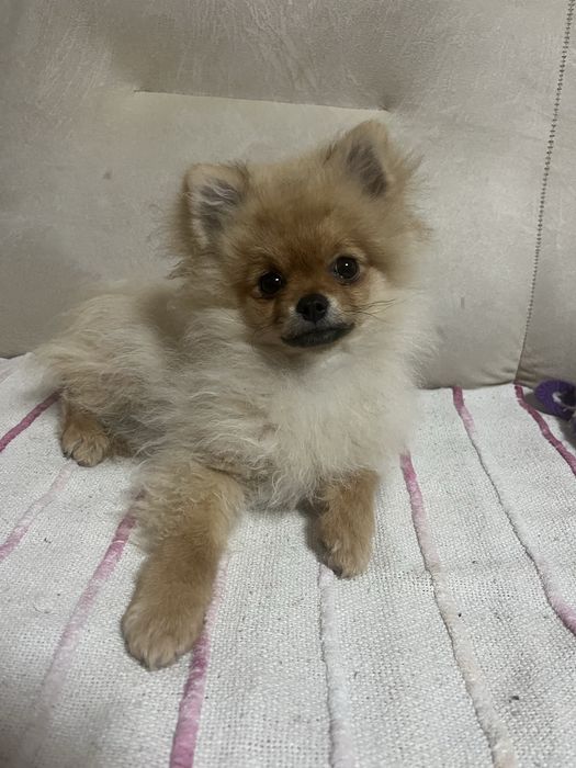 Pomeranian Szpic Miniaturowy