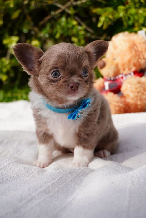 Chihuahua excelente exemplar