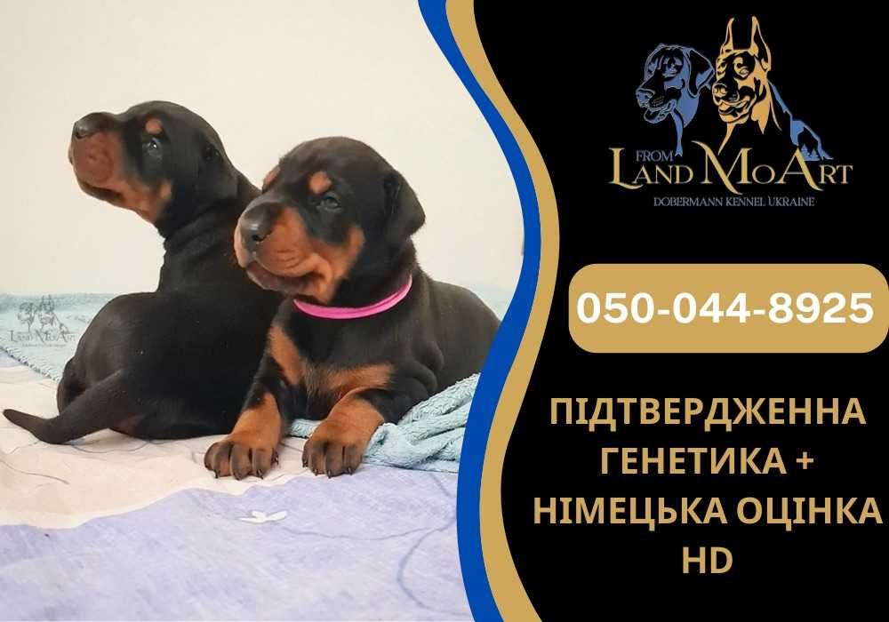 Породисті щенята добермана, цуценята доберманів для охорони / сім'ї
