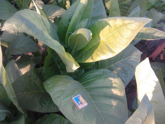 Семена табака и махорки - 150 сортов. (Насіння тютюну)