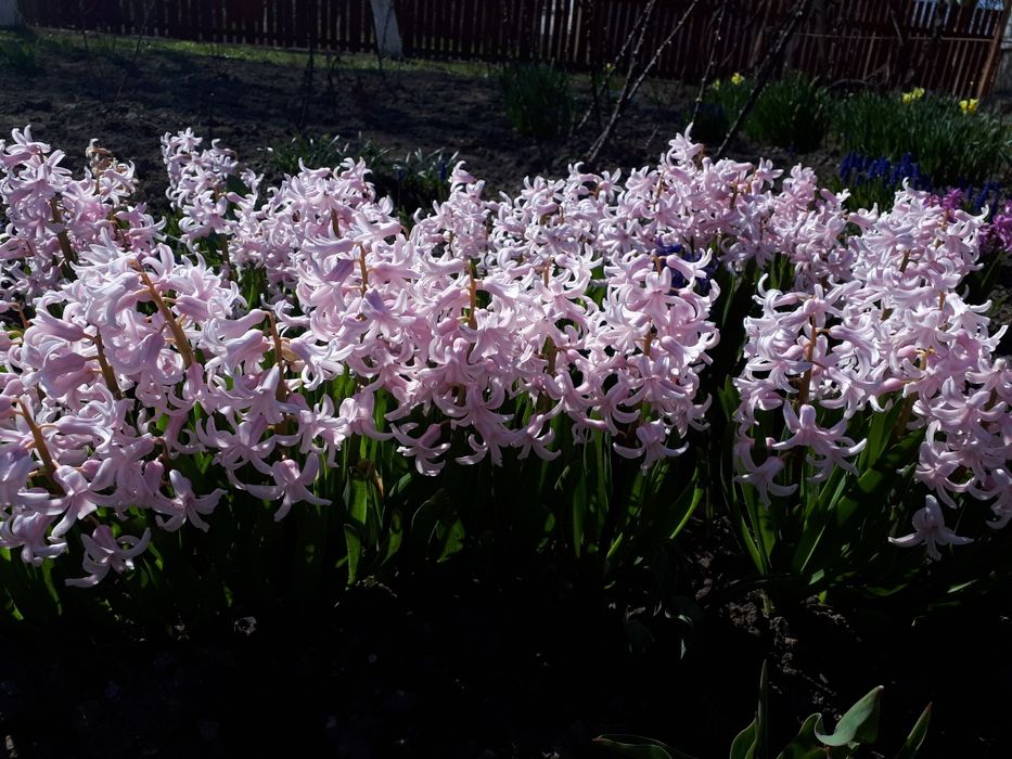 Гиацинт гіацинт цибульки