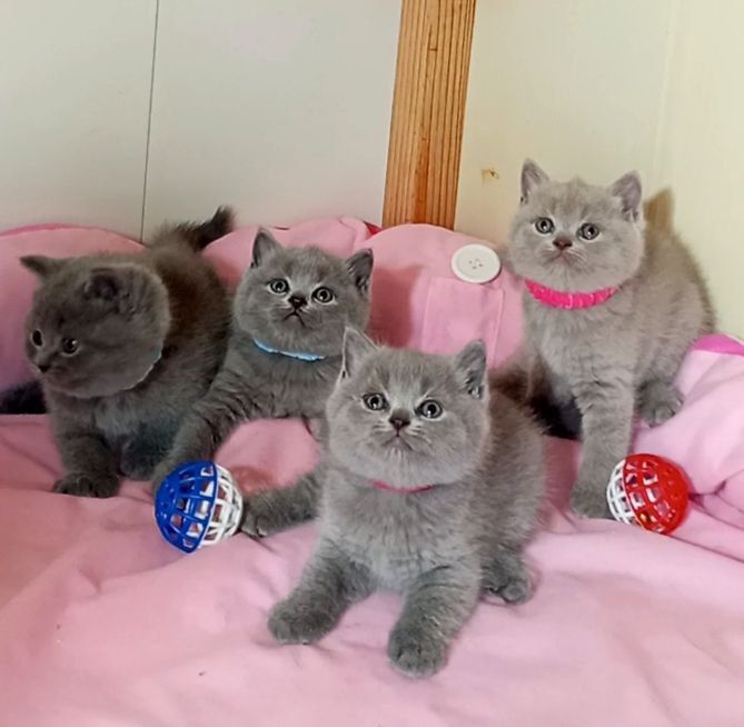 Котенок : Плюшевые комочки радости .