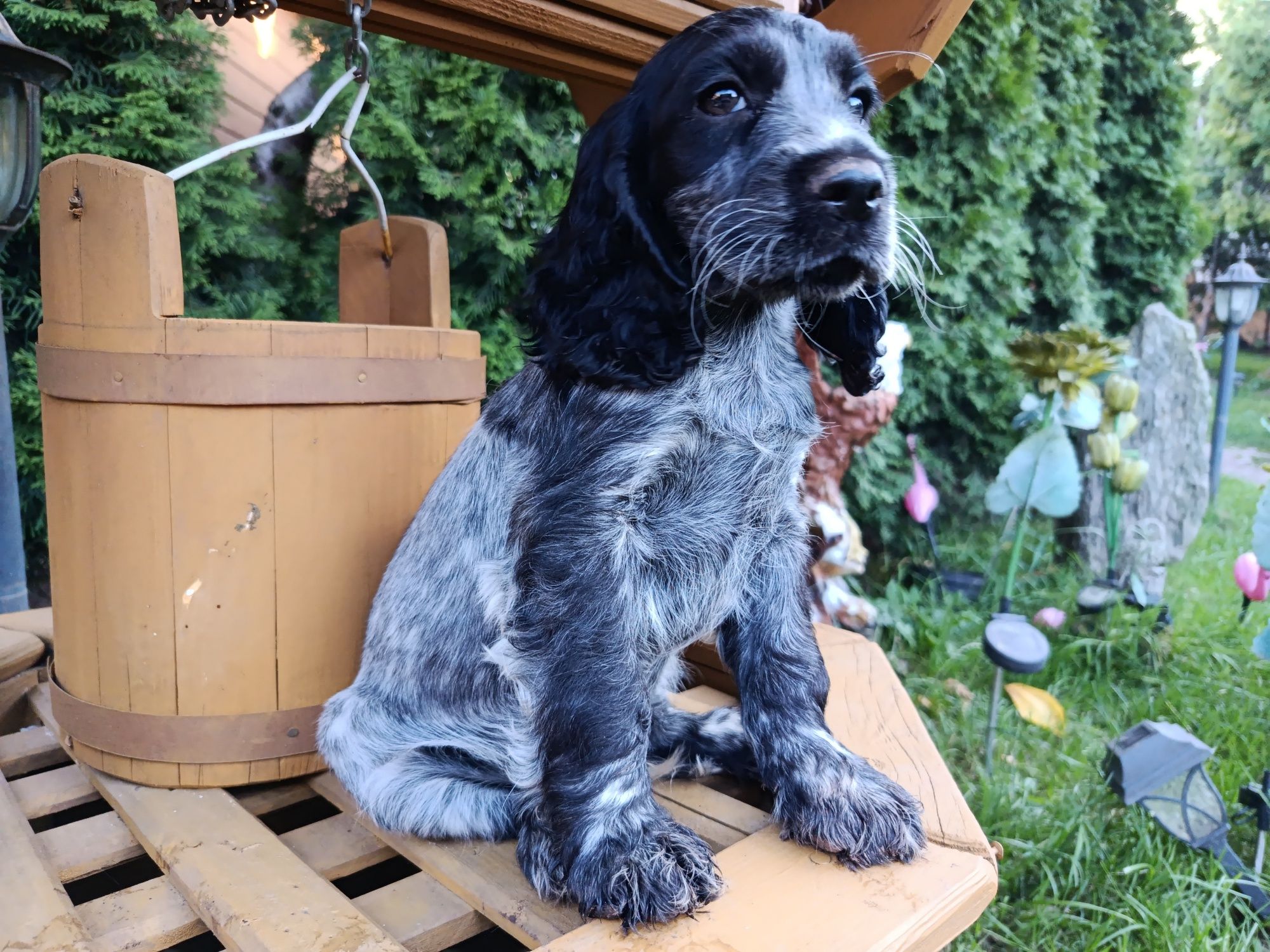 Cocker Spaniel angielski Piesek Rodowód