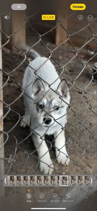 Дві дівчинки лайки шукають господарів лайка 4 місяці