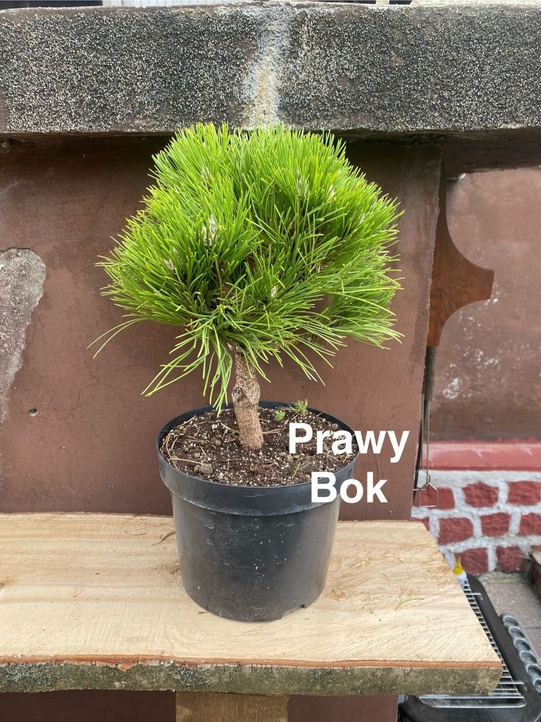 Pre-bonsai Sosna