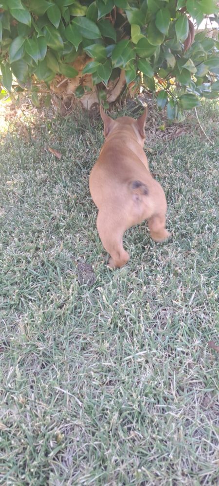 Bulldog francês macho red fawn