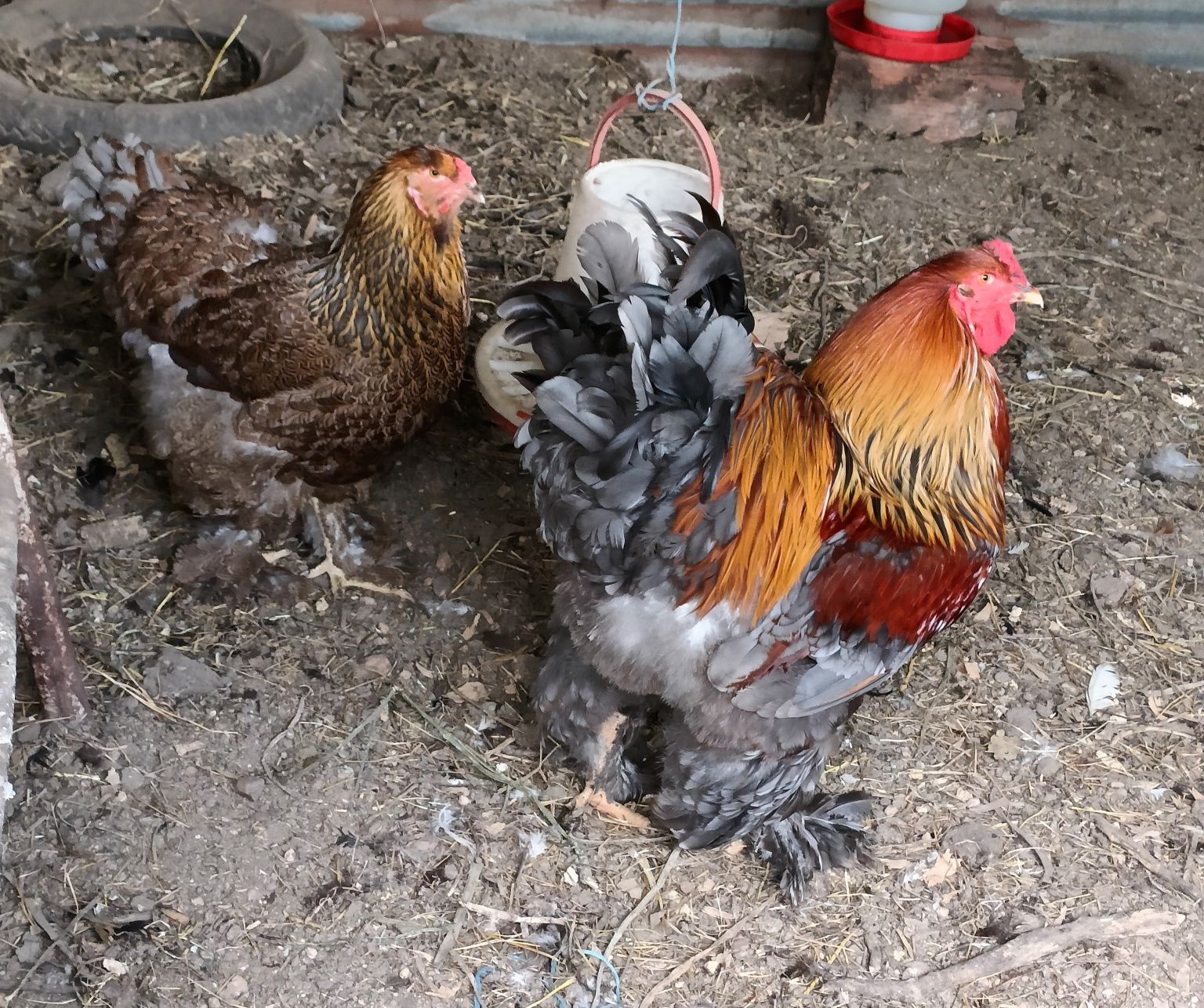 Pintos Brahma Perdiz Azul / Perdiz Dourado