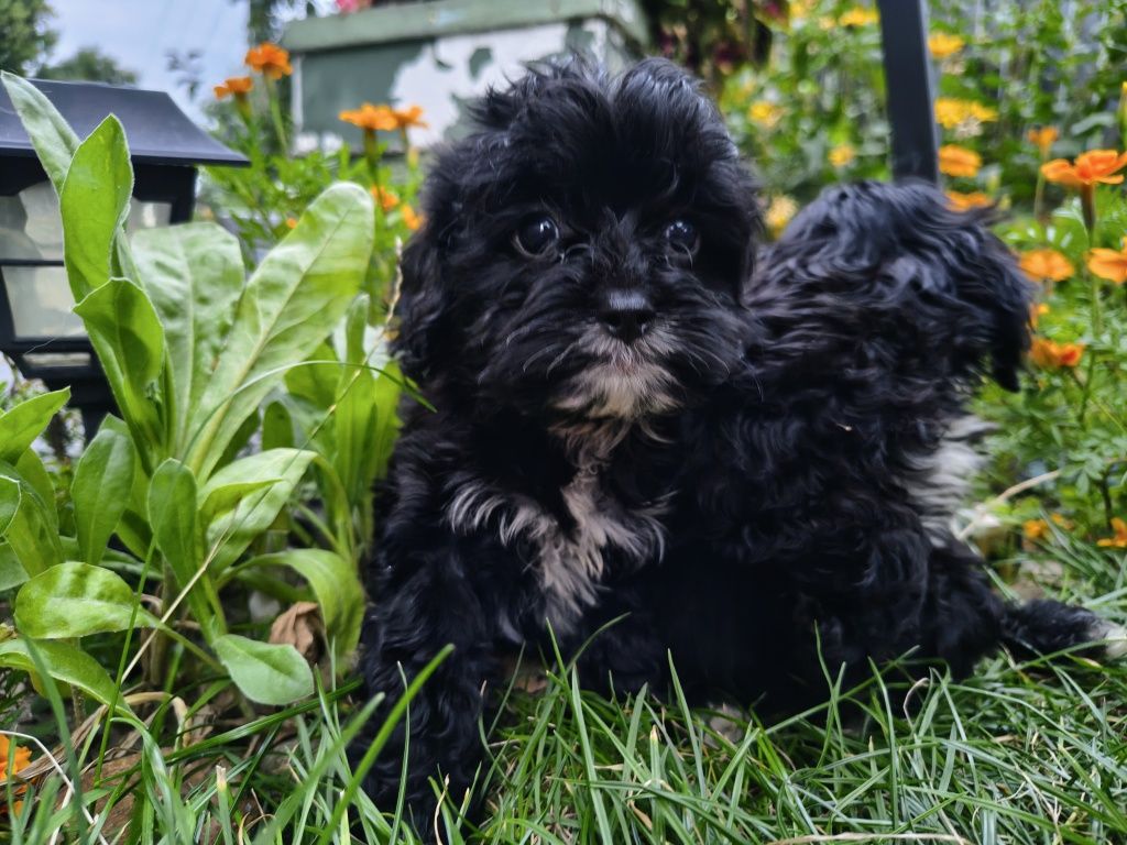 Cavapoo-Cavoodle Samiec o pięknym umaszczeniu do  odbioru !
