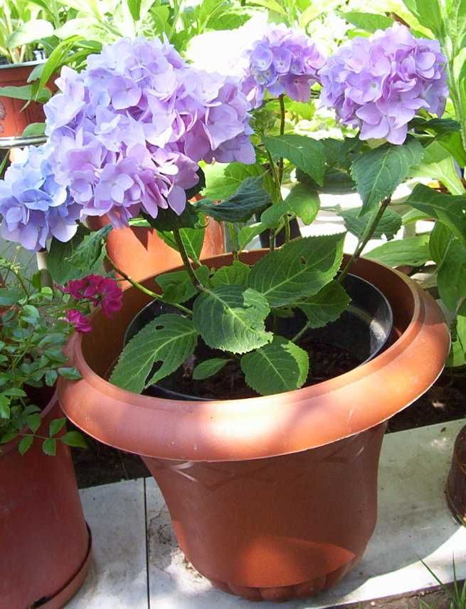 Hortensje hoja carnosa, epipremnum aureum, wilczomlecz, zamiokulkas,