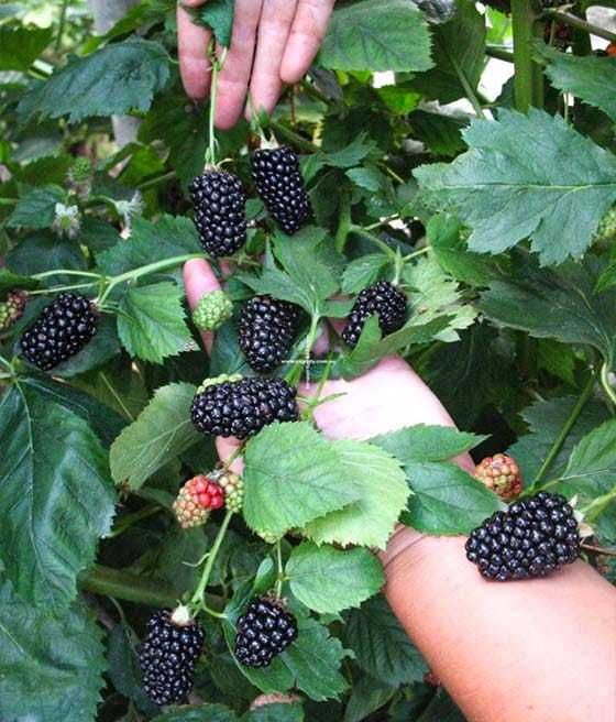 Sadzonki Jerzyny Bezkolcowej