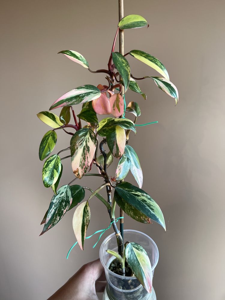 Philodendron Strawberry Shake