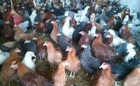 Kury Nioski Młode z jajkami.Piękne zdrowe kury.Dzwoń pytaj! HURT-DETAL