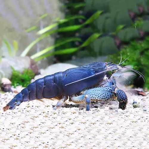 MISIEKZOO Krewetki - Krewetka Gabońska