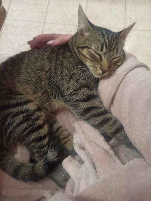 Котик  безкоштовно