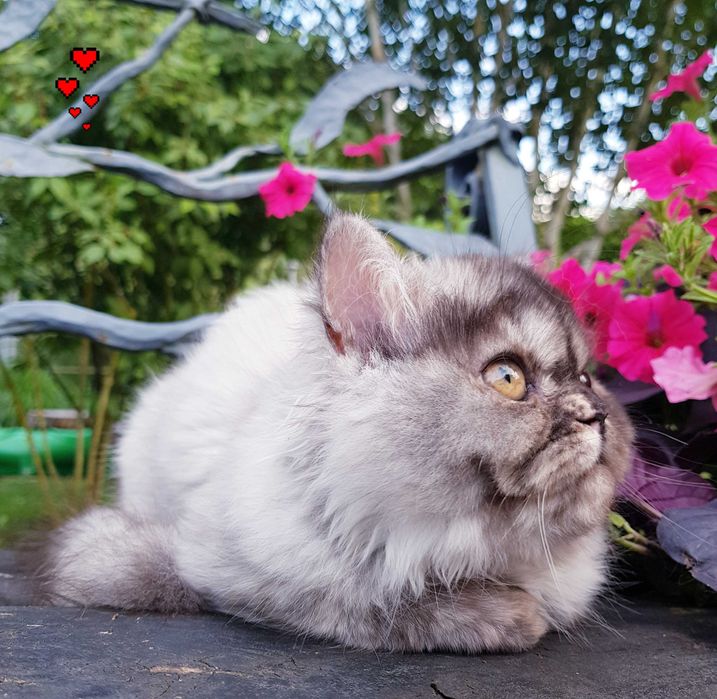 Zjawiskowa kotka perska, pers, persy, perski, perskie