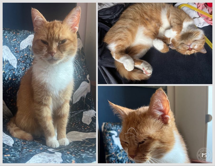 Zaginął rudy dorosły kot na KSM