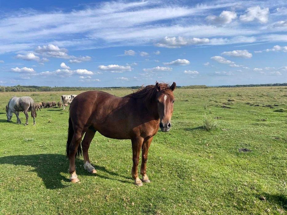 Продаж двох робочих коней с. Переросля, Дубенський район