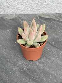 Сукулент Ехеверія Толіманенсіс (Echeveria tolimanensis)