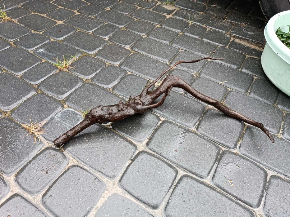 Korzeń Red Moor Wood – naturalna dekoracja do akwarium