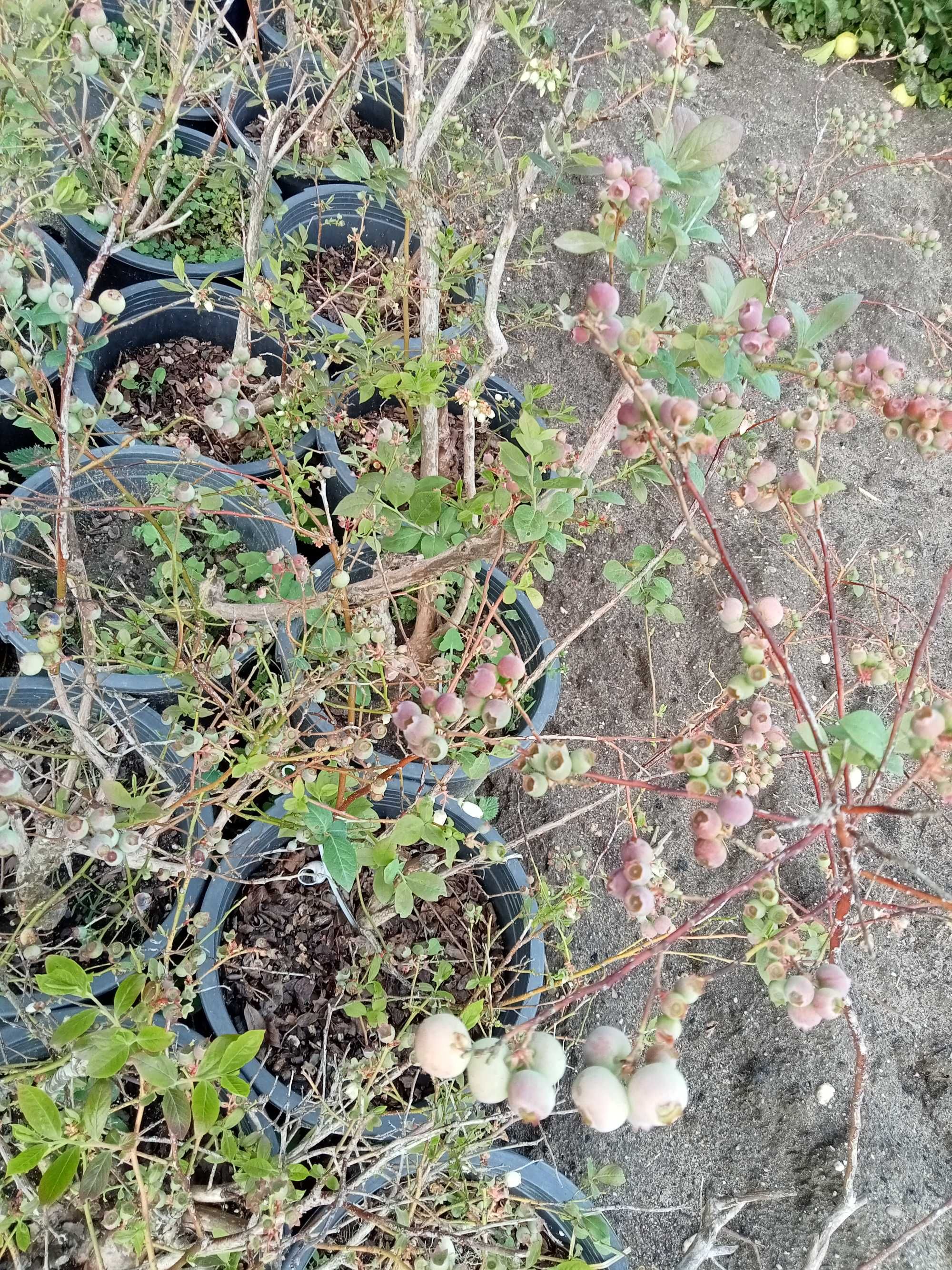 Plantas de Mirtilo com fruta