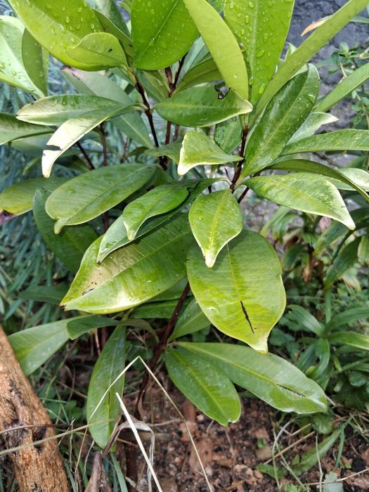 Grumixama pronta para meter na terra