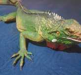 Réplica de Iguana (60 cm)