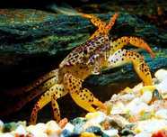 Krab pantera (Parathelphusa pantherina). Cetarius