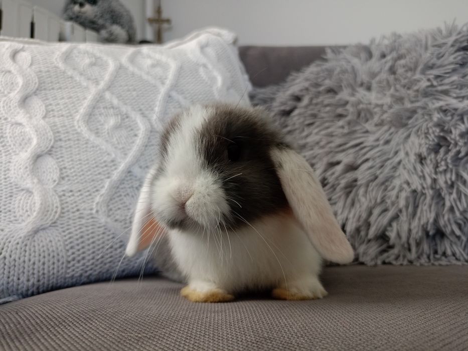 Królik miniaturka mini lop minilop